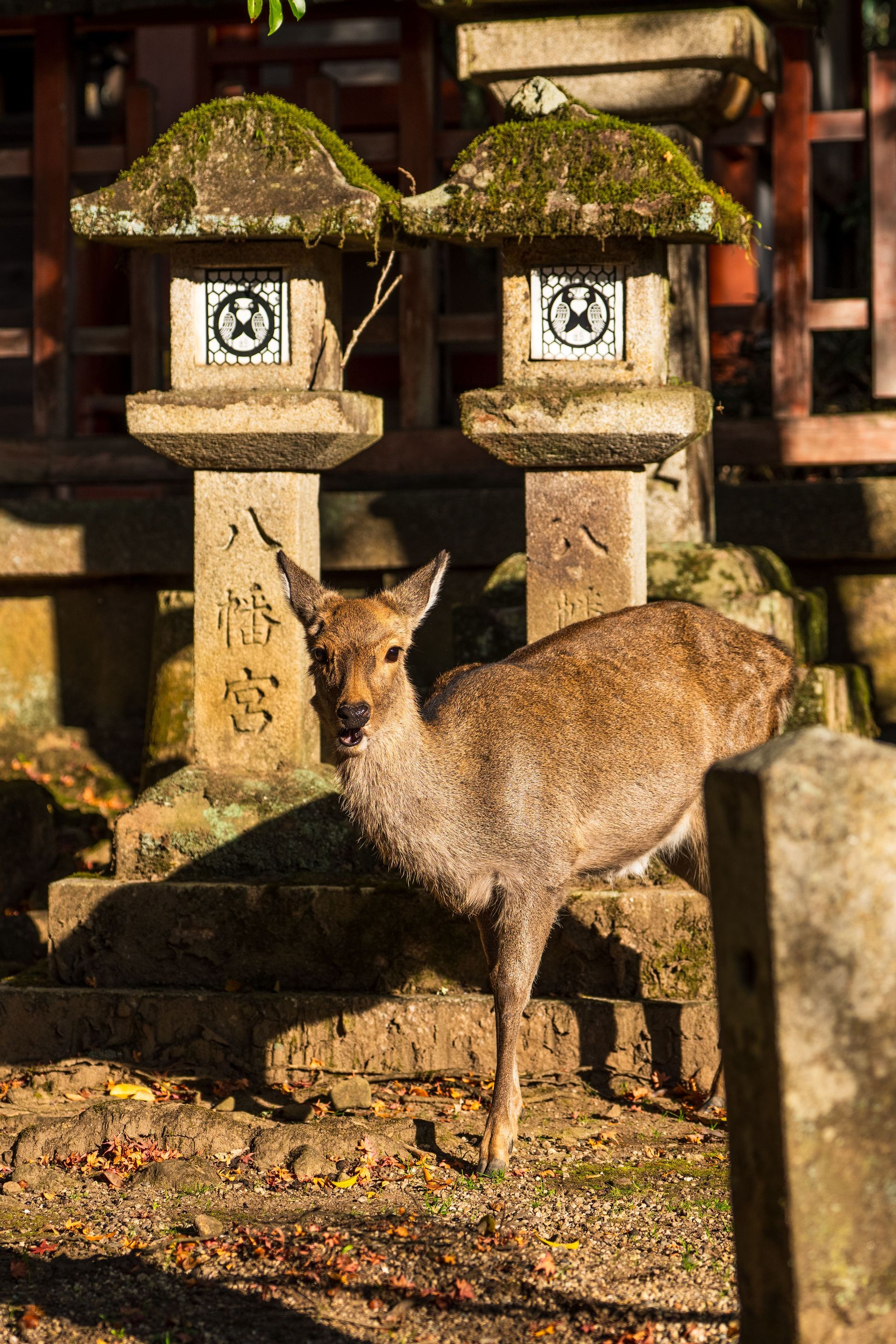 Nara Photo 12
